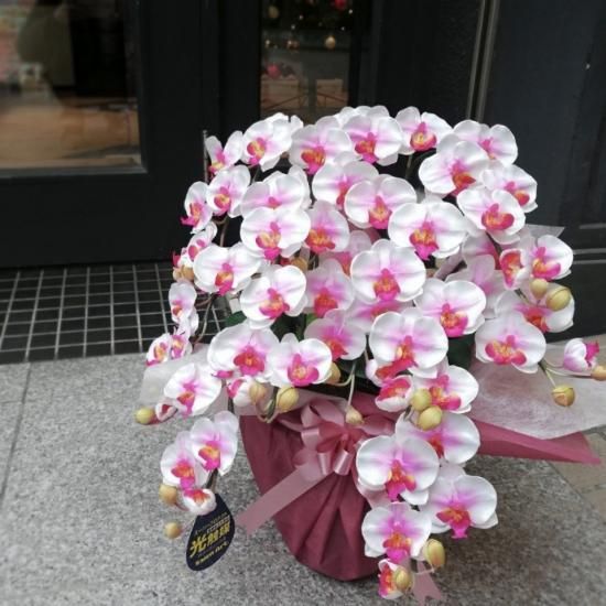 光触媒加工 胡蝶蘭 絞り赤(白×赤) Sサイズ5本立ち 陶器鉢植え 光触媒加工 胡蝶蘭 絞り赤(白×赤) Sサイズ5本立ち 陶器鉢植え