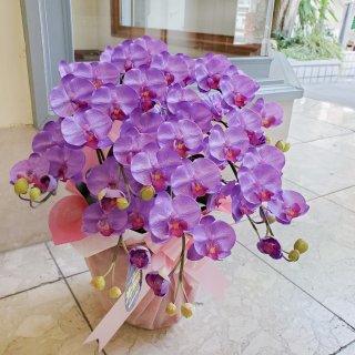 光触媒加工　胡蝶蘭　紫（パープル系)　Ｓサイズ5本立ち　陶器鉢植え　花ギフト