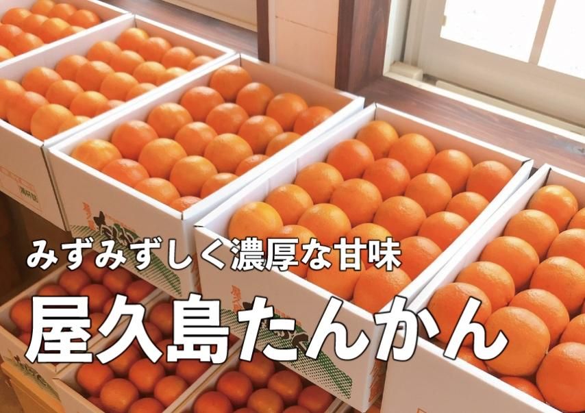 屋久島たんかん特集｜屋久島のお土産通販 ぷかり堂オンラインストア