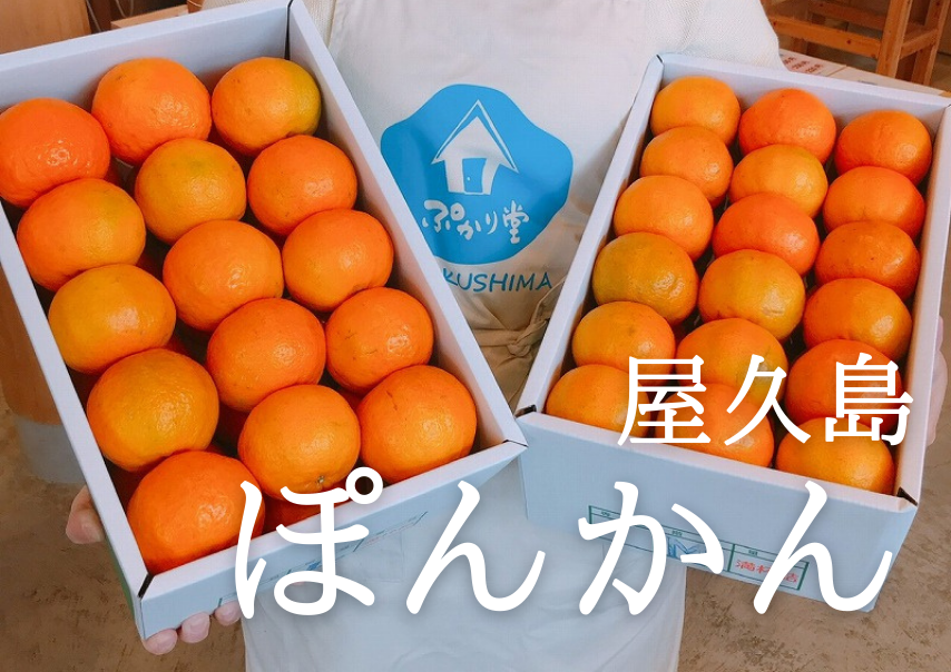 家庭用】屋久島産ぽんかん | おのぼり農園