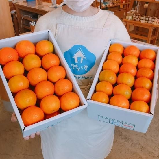 送料込み】屋久島ぽんかんLサイズ【5㎏】化粧箱入