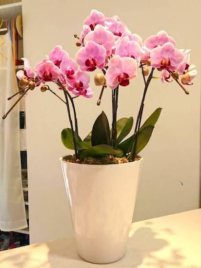 ミニ胡蝶蘭 フラワーショップ四季 福岡 中洲 久留米 文化街の花屋 ミニ胡蝶蘭 フラワーショップ四季 福岡 中洲 久留米 文化街の花屋