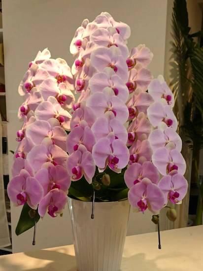 ピンク３本立ち 胡蝶蘭 フラワーショップ四季 福岡 中洲 久留米 文化街の花屋