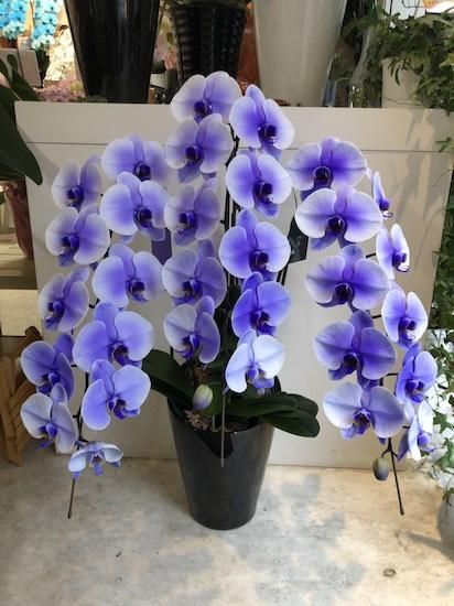 紫３本立ち 胡蝶蘭 フラワーショップ四季 福岡 中洲 久留米 文化街の花屋