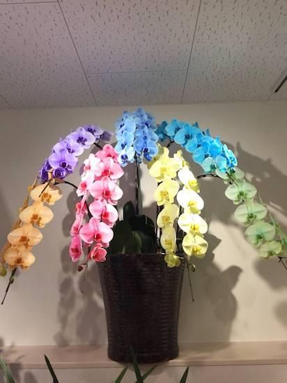 ミックス7本立ち 胡蝶蘭 フラワーショップ四季 福岡 中洲 久留米 文化街の花屋 ミックス7本立ち 胡蝶蘭 フラワーショップ四季 福岡 中洲 久留米 文化街の花屋
