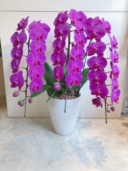ピンク3本立ち 胡蝶蘭 フラワーショップ四季 福岡 中洲 久留米 文化街の花屋 ピンク3本立ち 胡蝶蘭 フラワーショップ四季 福岡 中洲 久留米 文化街の花屋