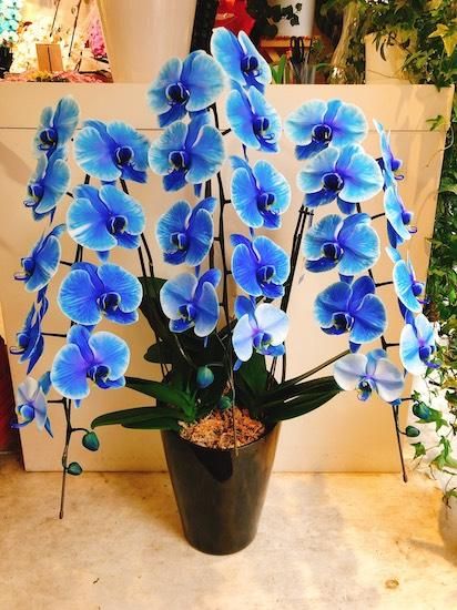 青3本立ち 胡蝶蘭 フラワーショップ四季 福岡 中洲 久留米 文化街の花屋 青3本立ち 胡蝶蘭 フラワーショップ四季 福岡 中洲 久留米 文化街の花屋
