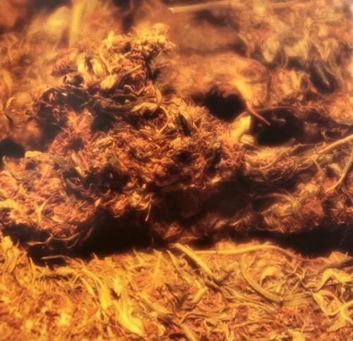 D'ANGELO / BROWN SUGAR (1995 US ORIGINAL) - SLASH RECORD