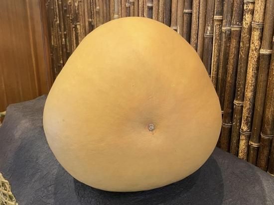 天然ひょうたん(超特大)80cm【現品限り】 天然ひょうたん(超特大)80cm【現品限り】