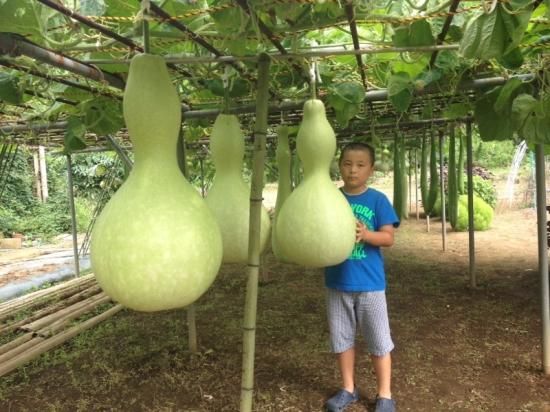 瓢箪 ひょうたん 大型 No.2