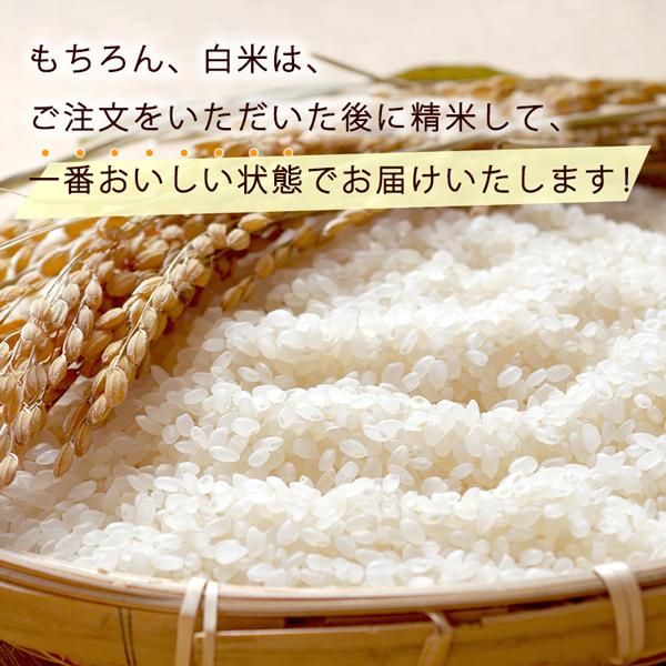 滋賀発!令和5年 米 キヌヒカリ 玄米30kg 白 ブランド米 精米無料 滋賀発!令和5年 米 キヌヒカリ 玄米30kg 白 ブランド米 精米無料