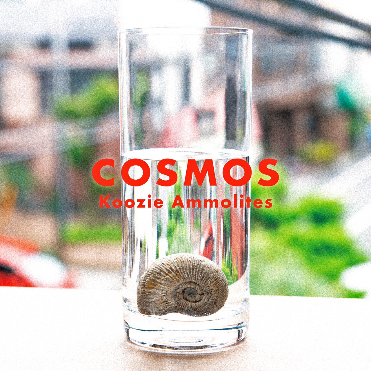 【COSMOS】Koozie Ammolites(クージーアンモライツ)(9/26発売)