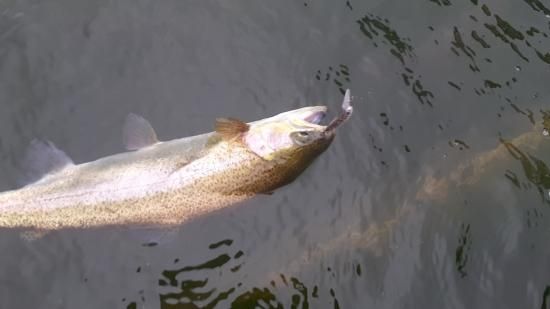 ディスプラウト イーグルプレーヤー50slim/GJ WFオリカラ