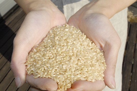 玄米【令和５年産】自然栽培コシヒカリ (自家採種・熊本県産) ３kg - 酵素玄米Labo |公式オンラインストア｜