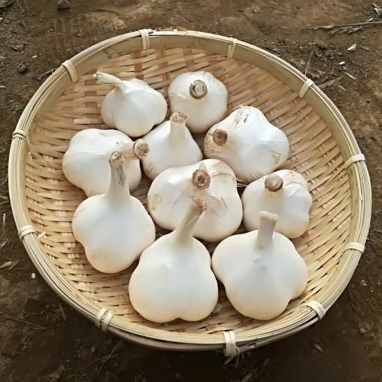 にんにくホワイト六片種 250g - 無農薬・自然栽培マイラブファーム