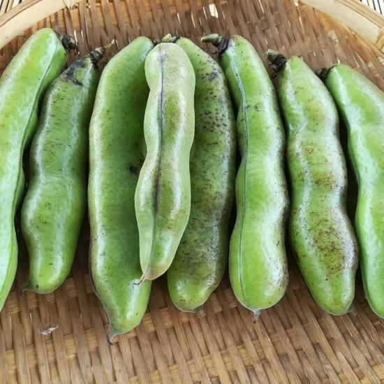 そらまめ「千倉一寸」 - 無農薬・自然栽培マイラブファーム そらまめ「千倉一寸」 - 無農薬・自然栽培マイラブファーム