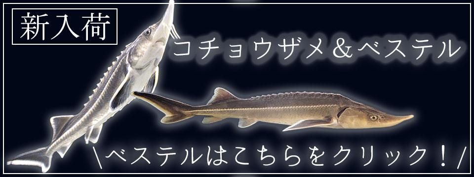 チョウザメ 稚魚 | 養殖・観賞用 - アクアポニックス、水耕栽培の専門