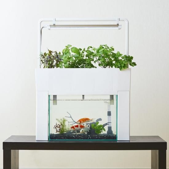 アクアスプラウト Sv 用 植物用 フルスペクトル Led ライト ホワイト ライトスタンド 付 アクアポニックス 水耕栽培の専門店 さかな畑 アクアスプラウト Sv 用 植物用 フルスペクトル Led ライト ホワイト ライトスタンド 付 アクアポニックス 水耕栽培の専門店 さかな畑