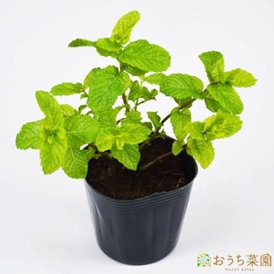 スペア ミント 苗 ハーブ 野菜 ９ｃｍ ポット アクアポニックス 水耕栽培の専門店 さかな畑