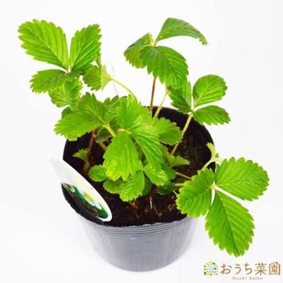 ワイルドストロベリー 赤実 苗 ハーブ 野菜 9cm ポット アクアポニックス 水耕栽培の専門店 さかな畑 ワイルドストロベリー 赤実 苗 ハーブ 野菜 9cm ポット アクアポニックス 水耕栽培の専門店 さかな畑
