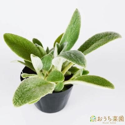 ラムズイヤー 苗 ハーブ 野菜 9cm ポット アクアポニックス 水耕栽培の専門店 さかな畑 ラムズイヤー 苗 ハーブ 野菜 9cm ポット アクアポニックス 水耕栽培の専門店 さかな畑