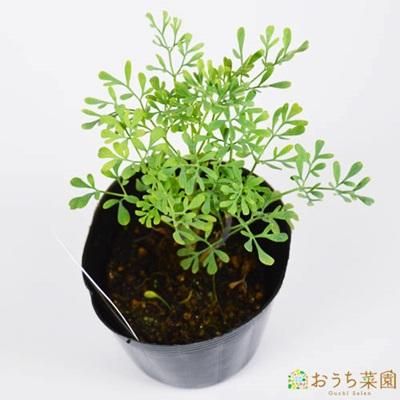 ルー ヘンルーダ 苗 ハーブ 野菜 9cm ポット アクアポニックス 水耕栽培の専門店 さかな畑 ルー ヘンルーダ 苗 ハーブ 野菜 9cm ポット アクアポニックス 水耕栽培の専門店 さかな畑