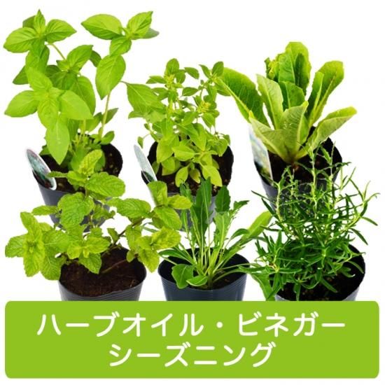 ハーブ 苗 6種 セット ハーブオイル ハーブビネガー シーズニング 用 アクアポニックス 水耕栽培の専門店 さかな畑 ハーブ 苗 6種 セット ハーブオイル ハーブビネガー シーズニング 用 アクアポニックス 水耕栽培の専門店 さかな畑