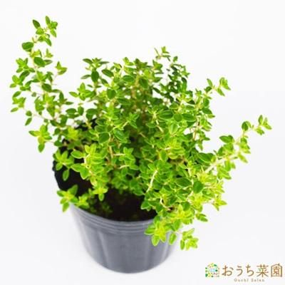 レモン タイム 苗 ハーブ 野菜 9cm ポット アクアポニックス 水耕栽培の専門店 さかな畑 レモン タイム 苗 ハーブ 野菜 9cm ポット アクアポニックス 水耕栽培の専門店 さかな畑
