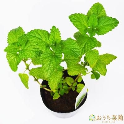 レモンバーム 苗 ハーブ 野菜 ９ｃｍ ポット アクアポニックス 水耕栽培の専門店 さかな畑