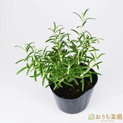 ローズマリー アーブ 苗 ハーブ 野菜 9cm ポット アクアポニックス 水耕栽培の専門店 さかな畑 ローズマリー アーブ 苗 ハーブ 野菜 9cm ポット アクアポニックス 水耕栽培の専門店 さかな畑