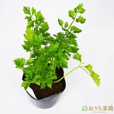 ハーブ セロリ スープ セロリ 苗 ハーブ 野菜 9cm ポット アクアポニックス 水耕栽培の専門店 さかな畑 ハーブ セロリ スープ セロリ 苗 ハーブ 野菜 9cm ポット アクアポニックス 水耕栽培の専門店 さかな畑