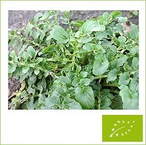 ビタークレス タネツケバナ 有機 種子 固定種 グリーンフィールド 葉菜 小袋
