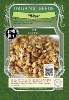 小麦 / 有機 種子 固定種 / グリーンフィールド / スプラウト [中袋]