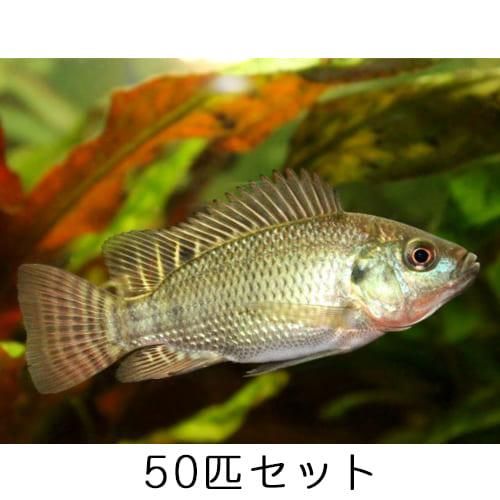 ティラピア 稚魚 純正種 50匹 セット アクアポニックス 水耕栽培の専門店 さかな畑