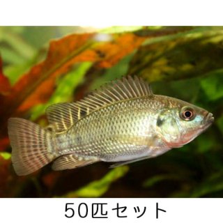 ティラピア 稚魚 【50匹】 アクアポニックス 淡水魚 飼育 養殖
