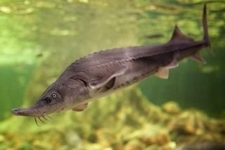 生体(稚魚・エビ) - アクアポニックス、水耕栽培の専門店 生体(稚魚・エビ) - アクアポニックス、水耕栽培の専門店