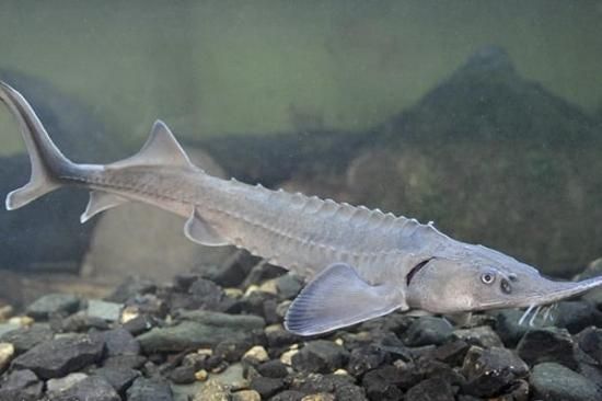 チョウザメ 稚魚 / シベリア 純正種 / 体長20cm (±3cm