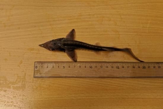 チョウザメ 稚魚 / シベリア 純正種 / 体長20cm (±3cm