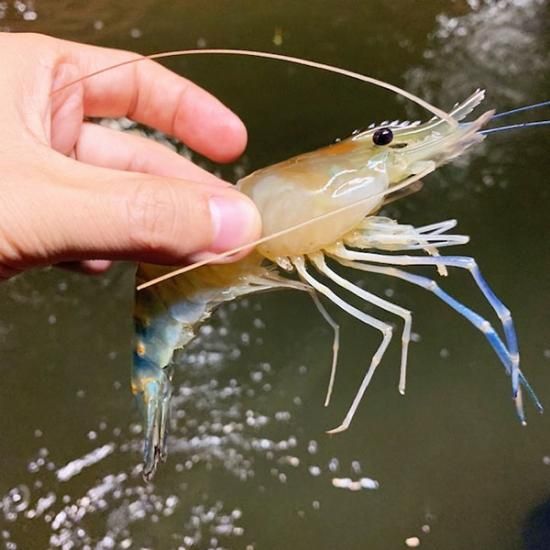 オニテナガエビ 稚えび 生体 約7cm 1匹 アクアポニックス 水耕栽培の専門店 さかな畑