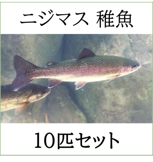 【12月販売開始予定】ニジマス レインボートラウト 稚魚 10匹セット アクアポニックス 淡水魚 飼育 養殖