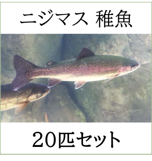 【12月販売開始予定】ニジマス レインボートラウト 稚魚 20匹セット アクアポニックス 淡水魚 飼育 養殖