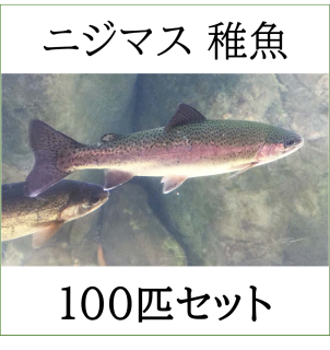 【12月販売開始予定】ニジマス レインボートラウト 稚魚 100匹セット アクアポニックス 淡水魚 飼育 養殖