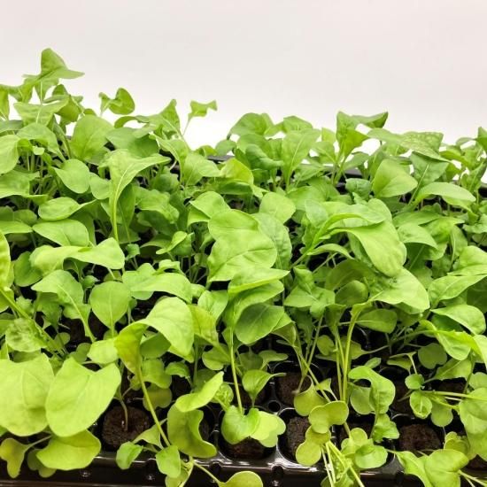 ルッコラ 苗 100株 水耕栽培、水耕栽培の専門店「さかな畑」