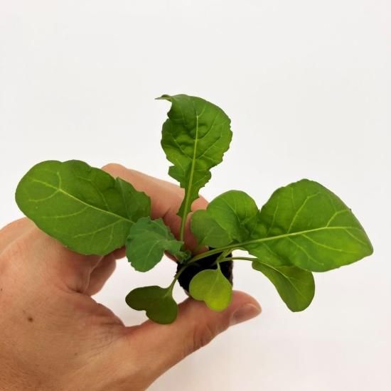 ルッコラ 苗 100株 水耕栽培、水耕栽培の専門店「さかな畑」