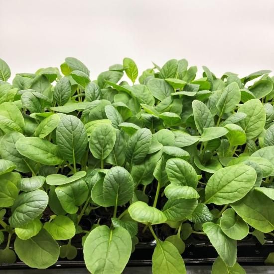 コマツナ 苗 100株 水耕栽培、水耕栽培の専門店「さかな畑」