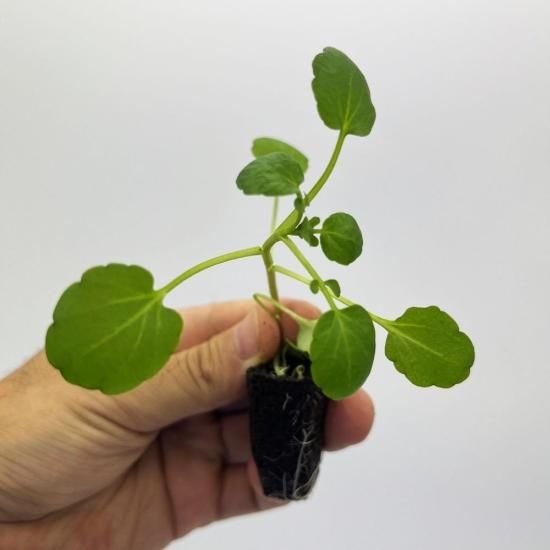 チンゲンサイ 苗 100株 水耕栽培、水耕栽培の専門店「さかな畑」