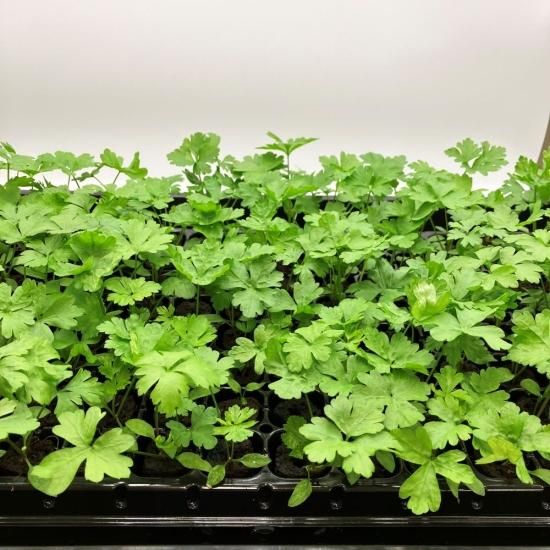 イタリアンパセリ 苗 100株 水耕栽培、水耕栽培の専門店「さかな畑」