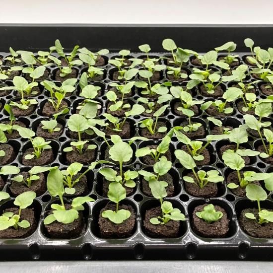 ビオラ 苗 100株 水耕栽培、水耕栽培の専門店「さかな畑」