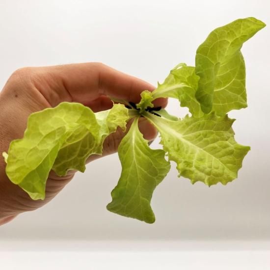 サニーレタス 苗 50株 水耕栽培、水耕栽培の専門店「さかな畑」