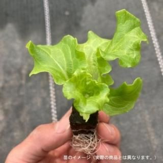<img class='new_mark_img1' src='https://img.shop-pro.jp/img/new/icons5.gif' style='border:none;display:inline;margin:0px;padding:0px;width:auto;' />ޥĥ ˥å  64 ݥ˥å ̺
